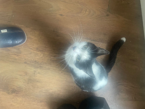Kittens for sale 1 girl and 2 boys