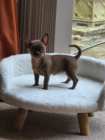 Chihuahua puppy female