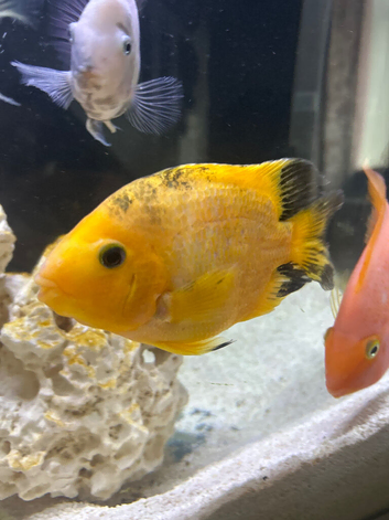 2 parrot fish