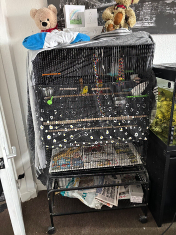 Female budgies and extra large cage