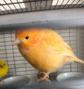 canaries for sale (accepting offers)