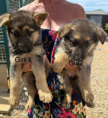 Now 3  beautiful boy german shepard pups