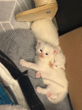 Maine coon X Bengal white female