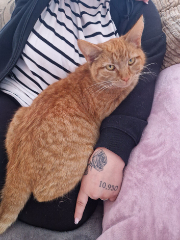 Cat for rehoming