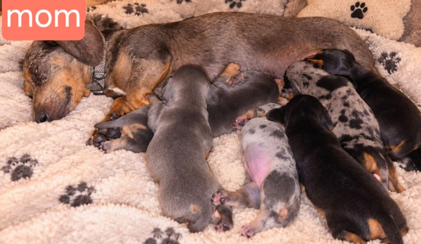 5 mini dachshound puppys