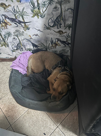 Dog for rehome