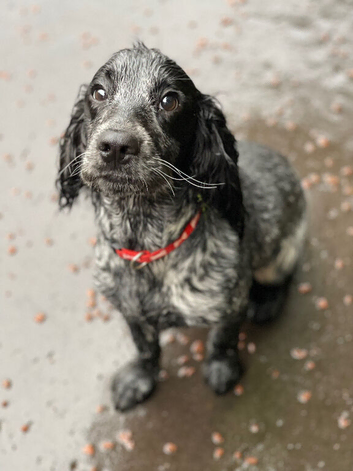Very Loving Sprocker spaniel