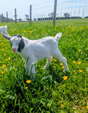 Beautiful pygmy goat kid Nanny for sale