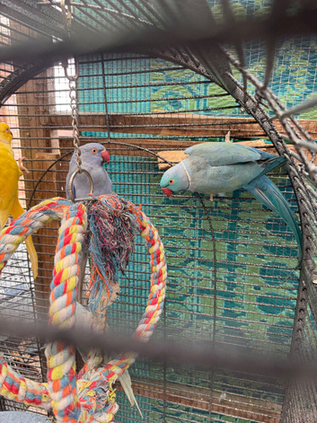 Indian ringneck parrot for sale