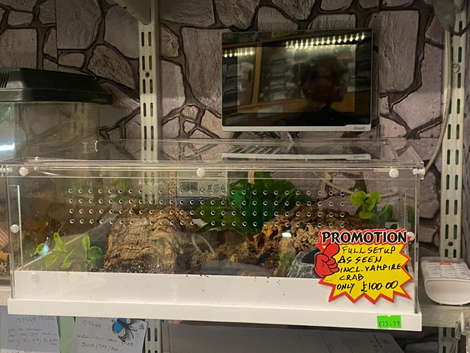 Special Offer Vampire Crab with Acrylic set up