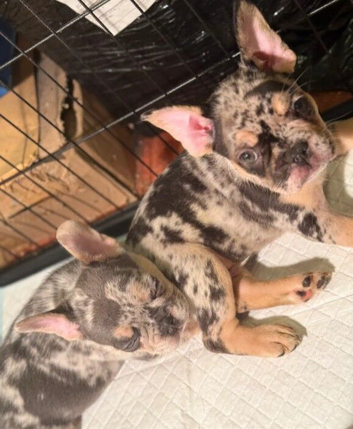 French Bulldog Puppies &ndash; Ready Now.