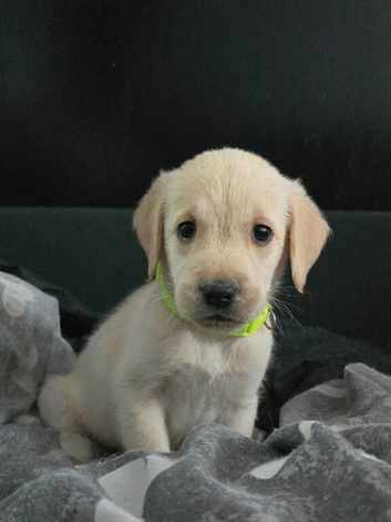 Goldador Puppies for sale