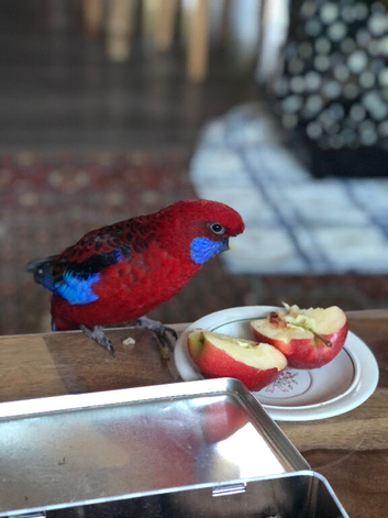 Crimson Rosella and Eastern Rosella
