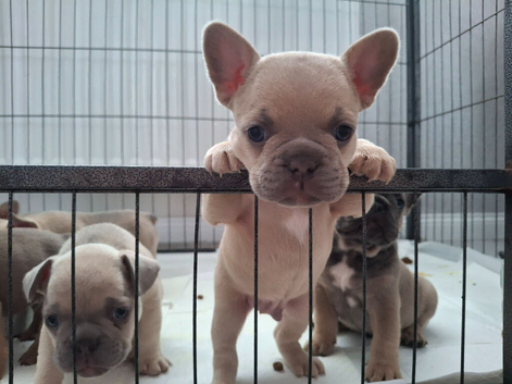 French bulldog pups (kc reg )