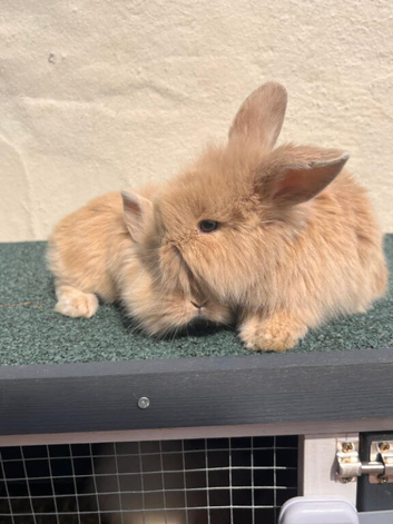 6 mixed mini lop/ lionhead bunnies for sale