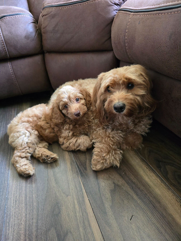 Puppy   Cockapoo