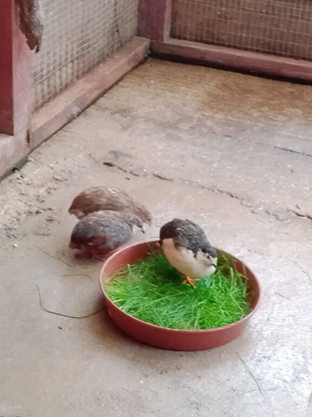 Chinese quail