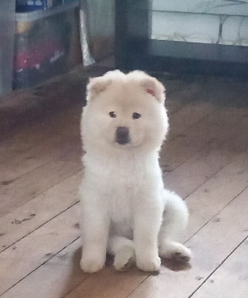 Female chow chow 4 months old
