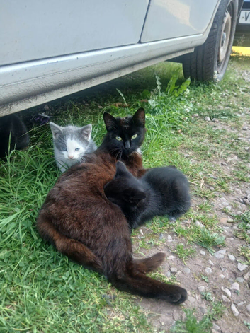 Kittens