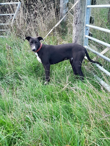 6month old lurcher pup