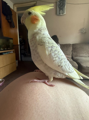 Handreared cockatiel