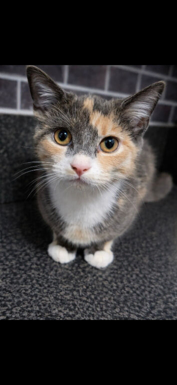 9 month old beautiful friendly gir