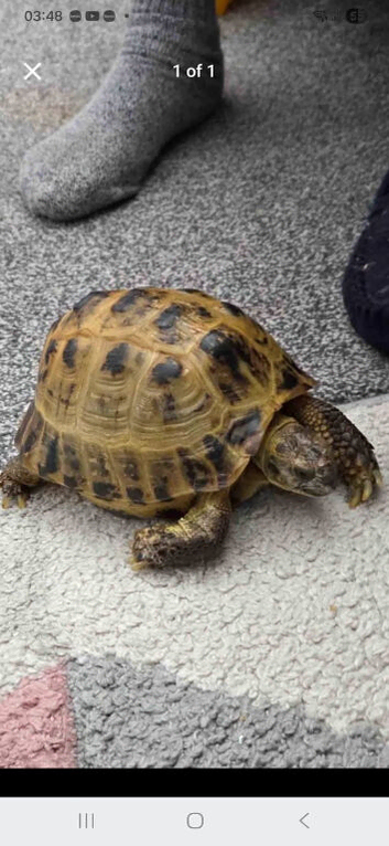 Horse filed tortoise for sale