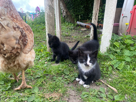 Kittens for sale