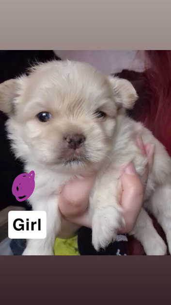 Shihz Zhu x Pom pups