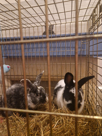 Beautifull cuddly tame rabbits wanting a home xxx