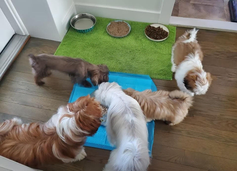 Shih Tzu Puppies