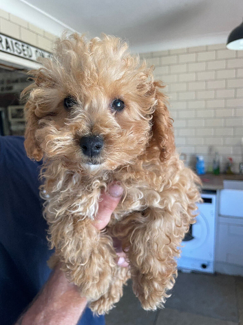 Maltipoo puppies 2 BOYS LEFT
