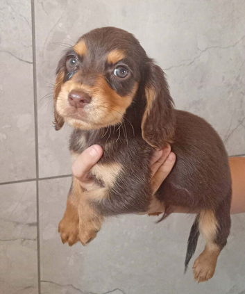 Working cocker spaniel puppies
