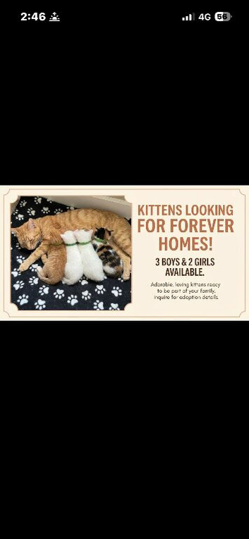 5 beautiful kittens