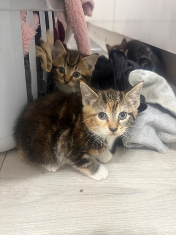 one male two female kittens