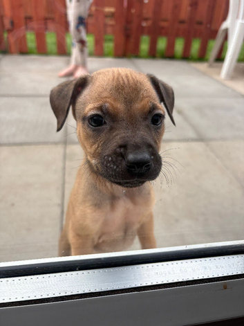 Female staffy pup