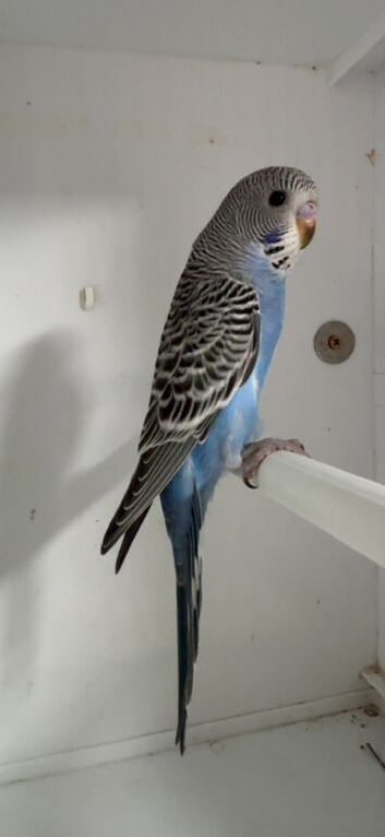 Baby budgies