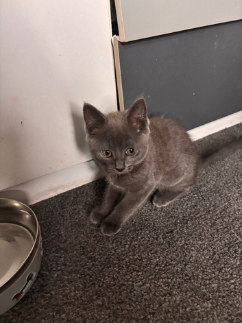 9 week old grey female kitten