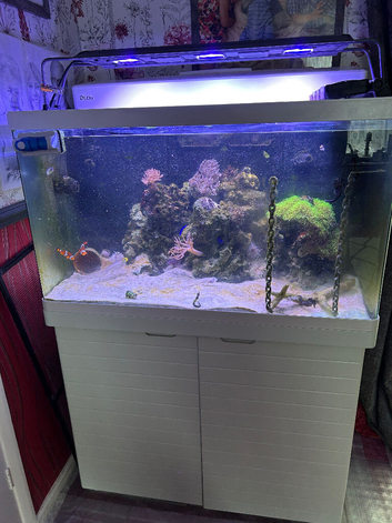 Complete Red Sea MAX 250 Aquarium Setup - Includes Live