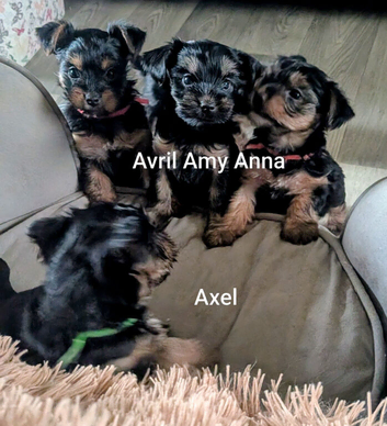ANMACO KC Pedigree Toy & Miniature Pups