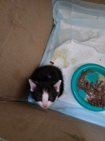 Male domestic shorthair kitten