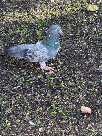 Pigeon