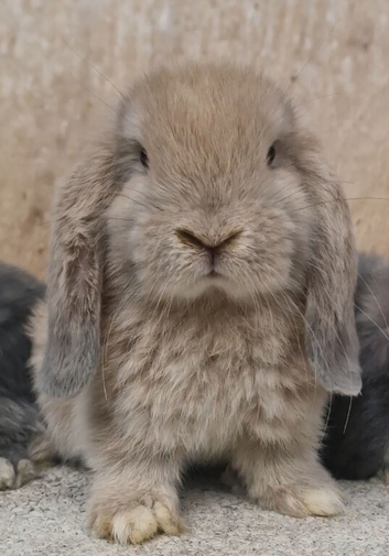 4 georgeous pure mini lop boys ready to leave 1st sept