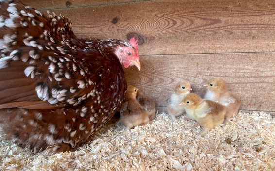 Millieflure Pekin hen and 5 chicks