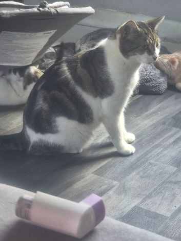 6 beautiful kittens