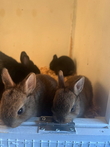 Netherland dwarf babies