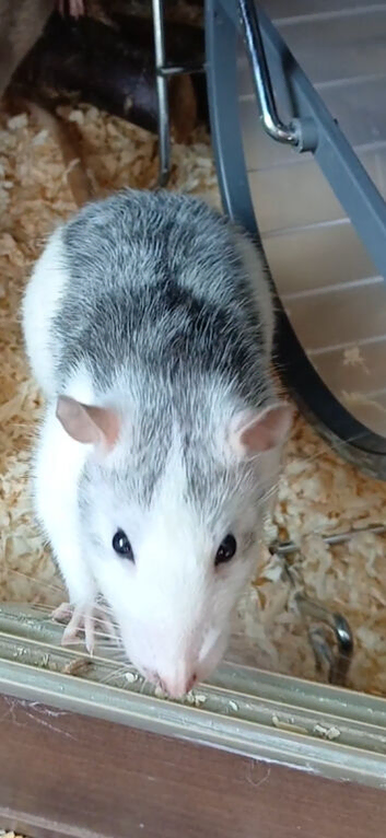 4 boys