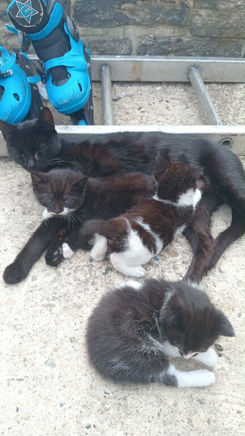 Kittens