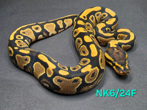 Orange dream yellow belly het clown female 50%het pied