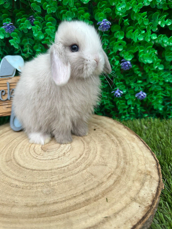 Beautiful purebred mini lops ready to reserve